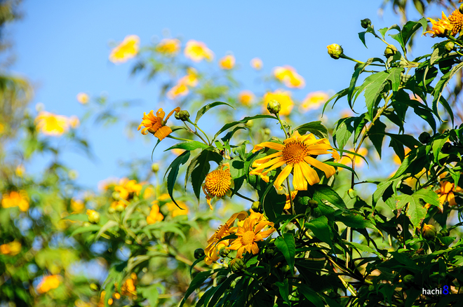 Hoa dã quỳ tỏa sắc vàng rực rỡ trên khắp cao nguyên Mộc Châu